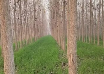 फल, पत्तियों समेत छाल और जड़ बेचकर कमाएं लाखों, जानें कौनसे हैं ये पेड़?