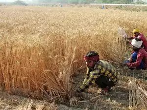 जलवायु संबंधी झटकों से निपटने के लिए भारत पाकिस्तान से बेहतर तरीके से तैयार:वैज्ञानिक