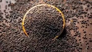 सरकारी हस्तक्षेप के बावजूद सरसों की कीमतें एमएसपी से नीचे हैं
