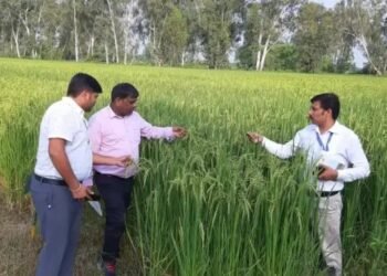 धान के किसानों के लिए Good न्यूज, कृषि विभाग लेकर आई नई तकनीक