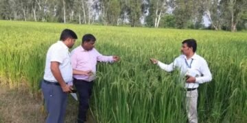 धान के किसानों के लिए Good न्यूज, कृषि विभाग लेकर आई नई तकनीक