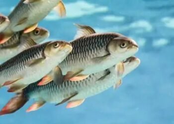 गर्मी और उमस में मछलियों का ऐसे रहे ख्याल, बारिश में बरते सावधानी