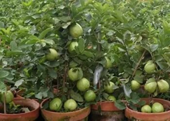 अमरूद  की बायोटेक्नोलॉजी आधारित प्रिसीजन-ब्रीडिंग हेतु 4 करोड़ रुपये की परियोजना मिली
