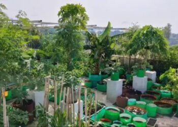छत पर लगाएं फल- सब्जी, इस राज्य की सरकार दे रही पैसा, ऐसे करें आवेदन
