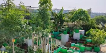 छत पर लगाएं फल- सब्जी, इस राज्य की सरकार दे रही पैसा, ऐसे करें आवेदन