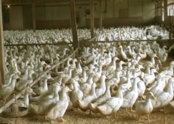 साथ में करें मछली और बत्तख पालन, 60 फीसदी कम हो जाएगा खर्चा, आय में होगी बढ़ोतरी!