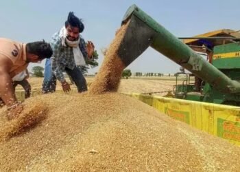 इन राज्यों में बढ़ा गेहूं का उत्पादन, शीतलहर लाई किसानों के लिए खुशखबरी