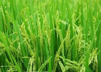 पंजाब में धान की रोपाई से पहले एक्सपर्ट्स ने जताई चिंता, जानें क्या है समस्या?