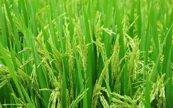 पंजाब में धान की रोपाई से पहले एक्सपर्ट्स ने जताई चिंता, जानें क्या है समस्या?