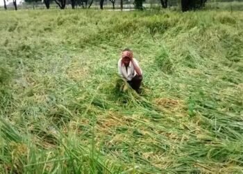 किसान परेशान! महाराष्ट्र में भीषण गर्मी के बाद हवा बारिश ने बर्बाद की फसल