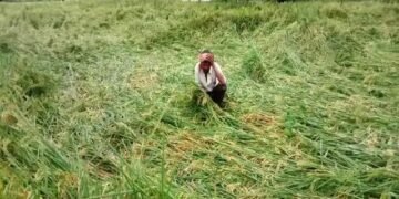 किसान परेशान! महाराष्ट्र में भीषण गर्मी के बाद हवा बारिश ने बर्बाद की फसल