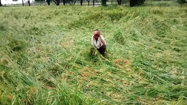 किसान परेशान! महाराष्ट्र में भीषण गर्मी के बाद हवा बारिश ने बर्बाद की फसल