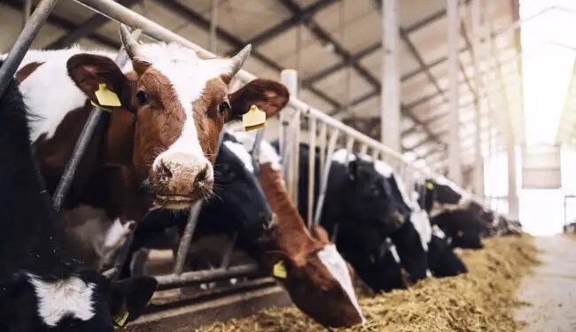 मध्य प्रदेश सरकार की ओर से 10 से अधिक गाय पालने पर मिलेगा अनुदान, पढ़ें पूरी खबर