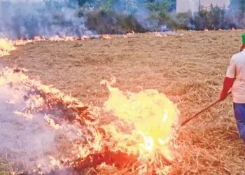 पंजाब में पराली को लेकर संसद में सरकार ने दी जानकारी, जानें क्या हुई चर्चा?
