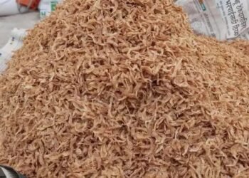 झींगा पालन से किसानों को मिलेगा दमदार फायदा, जानें कैसे होगा मुनाफा?