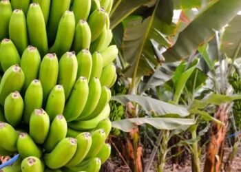 केले की फसल को इन 3  रोगों से रखें दूर, बचाव के लिए अपनाएं ये तरीकें