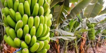 केले की फसल को इन 3  रोगों से रखें दूर, बचाव के लिए अपनाएं ये तरीकें