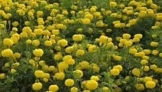 नेशनल सीड्स कॉर्पोरेशन से गेंदे के बीज खरीदने पर मिलेगी टी-शर्ट फ्री