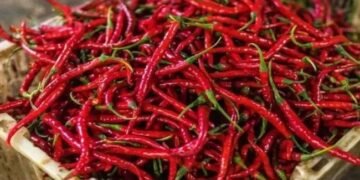 IIHR  बेंगलुरु ने तैयार की हाइब्रिड मिर्चे की 3 किस्में, इन बीमारियों को होगा बचाव