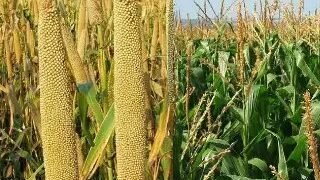 आंध्र प्रदेश में 5 फीसदी बढ़ा खरीफ फसलों का रकबा, जानें डिटेल
