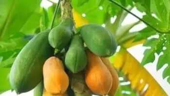 रेड ग्लो किस्म से करें पपीते की खेती, मिलेगा अधिक मुनाफा, जानें कहां मिलेगा बीज?