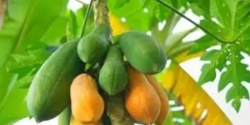 रेड ग्लो किस्म से करें पपीते की खेती, मिलेगा अधिक मुनाफा, जानें कहां मिलेगा बीज?