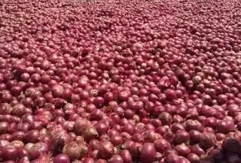 आलू के बाद अब प्याज की फसल पर भारी किल्लत, कीमत में हो रही बढ़ोतरी