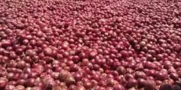 आलू के बाद अब प्याज की फसल पर भारी किल्लत, कीमत में हो रही बढ़ोतरी