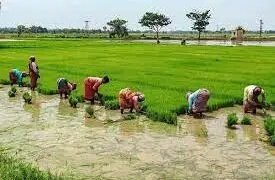 15 जुलाई 2024 तक खरीफ फसलों के अंतर्गत क्षेत्र कवरेज की प्रगति