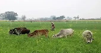 इन उपायों को अपनाएं किसान, खेत से दूर भाग जाएंगे आवारा पशु!