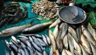 झींगा पालन को मिलेगा बढ़ावा, हरियाणा सरकार का मछली पालन पर फोकस
