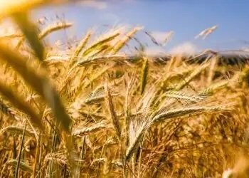 नई आवक शुरू होते ही गेहूं की बिक्री बंद, आसमान छू रहीं कीमतें!