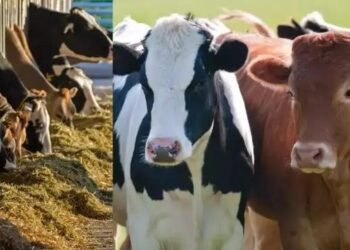 FMD: 2025 तक भारत करेगा खुरपका- मुंहपका पर कंट्रोल, 2030 तक मिल हो जाएगे मुक्त