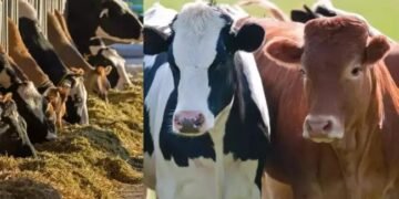 FMD: 2025 तक भारत करेगा खुरपका- मुंहपका पर कंट्रोल, 2030 तक मिल हो जाएगे मुक्त