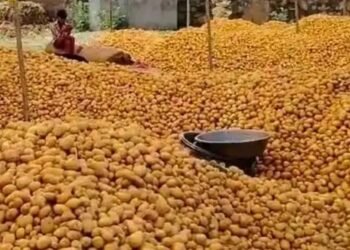 आलू की आवक हुई तेज, सप्लाई अधिक होने से रेटों में गिररावट, जानें क्या हैं मंडी भाव?