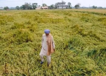 सिरसा के 18 हजार किसानों की खुलेगी किस्मत, पिछले साल खराब हुई थी फसल
