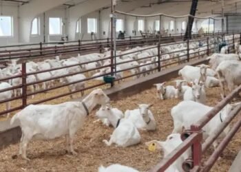 नौकरशाही छोड़ करें बकरी पालन, मिलेगा रोजगार, कमाएं लाखों का मुनाफा!