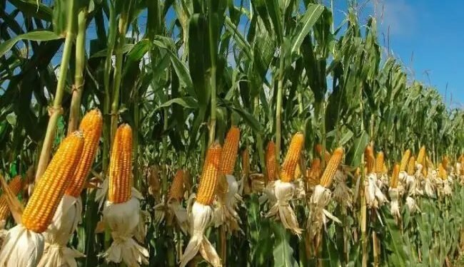 मक्का की खेती बनी किसानों की पहली पसंद, बुवाई में 15% की रिकॉर्ड बढ़ोतरी