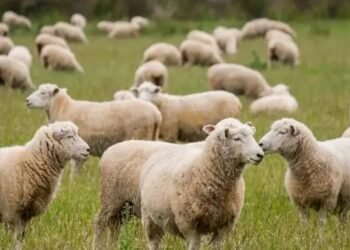 मई तक पूरी हो जाएगी पशु जनगणना, किसानों को होगा ये लाभ!