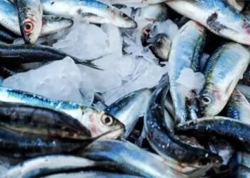 मत्स्य पालन विभाग ने किसान क्रेडिट कार्ड के एकीकरण का सफलतापूर्वक उद्घाटन किया