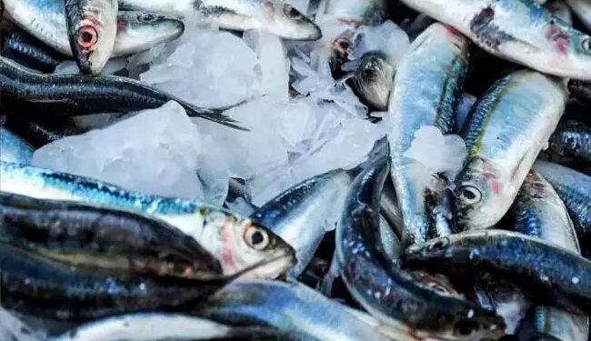 मत्स्य पालन विभाग ने किसान क्रेडिट कार्ड के एकीकरण का सफलतापूर्वक उद्घाटन किया