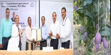 ‘चिंता आम’ की वैरायटी पीपीवीएफआरए में पंजीकृत की गई