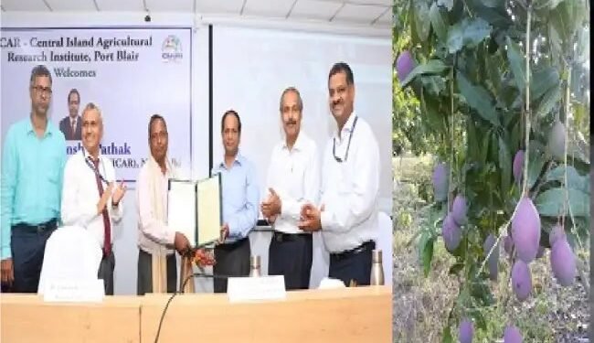 ‘चिंता आम’ की वैरायटी पीपीवीएफआरए में पंजीकृत की गई
