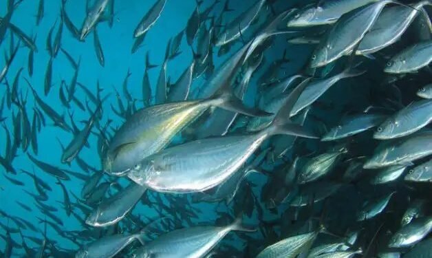 अंडमान-निकोबार में बनेगा टूना हब, खर्च होंगे हजारों करोड़, जानें क्या होगा खास?