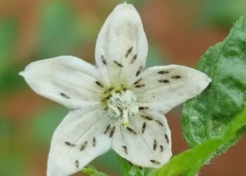 मिर्च में ब्लैक थ्रिप्स का प्रकोप: फसलों की स्थायी सुरक्षा के लिए भारतीय किसानों को सहायता प्रदान करना