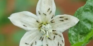 मिर्च में ब्लैक थ्रिप्स का प्रकोप: फसलों की स्थायी सुरक्षा के लिए भारतीय किसानों को सहायता प्रदान करना