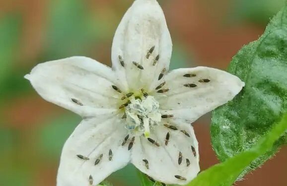 मिर्च में ब्लैक थ्रिप्स का प्रकोप: फसलों की स्थायी सुरक्षा के लिए भारतीय किसानों को सहायता प्रदान करना