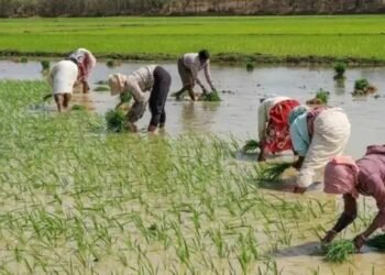 किसानों के लिए खुशखबरी! धान की खेती के लिए किसानों को यहां मिल रही 50% सब्सिडी