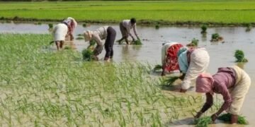 किसानों के लिए खुशखबरी! धान की खेती के लिए किसानों को यहां मिल रही 50% सब्सिडी