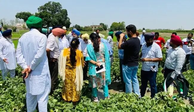 पंजाब एग्रीकल्चरल यूनिवर्सिटी की मस्कमेलन किस्म ‘पंजाब अमृत’ ने जीता किसानों का दिल